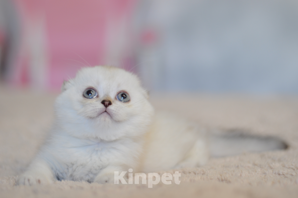 Кошки в Бахчисарае: Шотландский вислоухий котенок Девочка, 55 000 руб. - фото 1
