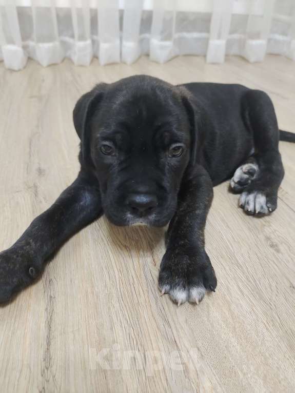 Собаки в Изобильном: Щенок Кане Корсо  Мальчик, 15 000 руб. - фото 2