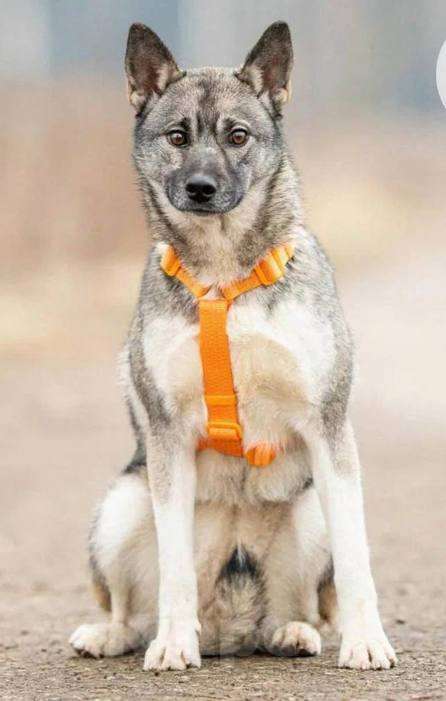 Собаки в Москве: Ника из приюта ищет дом! Девочка, Бесплатно - фото 5