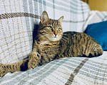 Кошки в Москве: Чудо-кошка пятнистая полосатка Плюша в добрые руки  Девочка, Бесплатно - фото 3