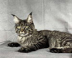 Кошки в Жердевке: Кот мейн-кун в разведение WCF, 80 000 руб. - фото 6