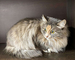 Кошки в Кувшиново: Кошечка в добрые руки, Бесплатно - фото 1