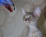 Кошки в Ливны: Котята Девон Рекс элитные, 20 000 руб. - фото 9