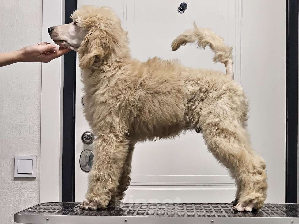 Собаки в Москве: Идеальный щенок королевского большого пуделя Мальчик, Бесплатно - фото 5