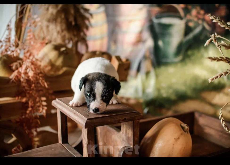 Собаки в Симферополе: Щенок девочка Джек  Девочка, 19 500 руб. - фото 4