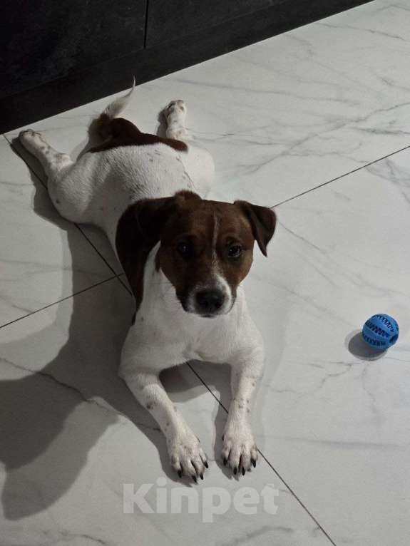 Собаки в Кашире: Щенки Разнополые, 20 000 руб. - фото 3