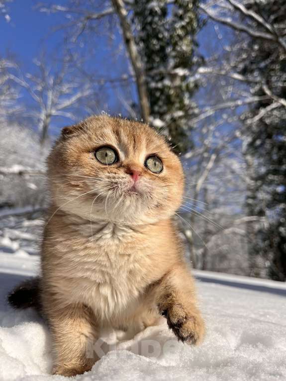 Кошки в Геленджике: Шотландский вислоухий котенок золотая шиншилла Мальчик, 45 000 руб. - фото 3