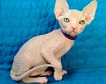 Кошки в Королеве: канадские сфинксята из питомника Мальчик, 60 000 руб. - фото 1