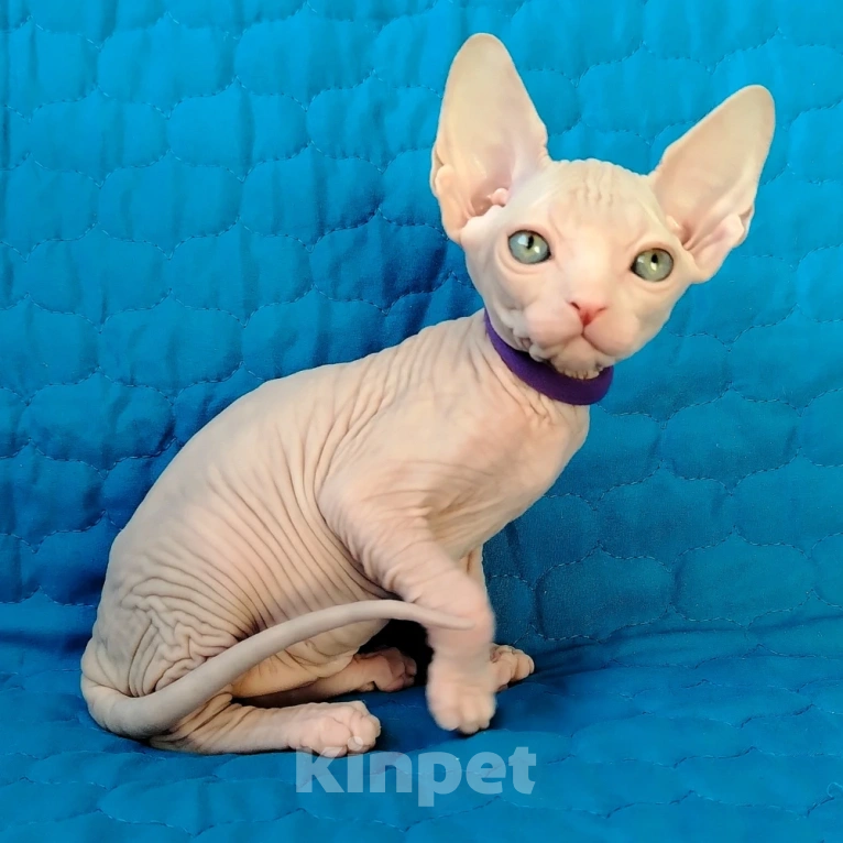 Кошки в Королеве: канадские сфинксята из питомника Мальчик, 60 000 руб. - фото 1