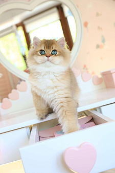 Объявление: Длинношерстный британский котенок, 60 000 руб., Владивосток