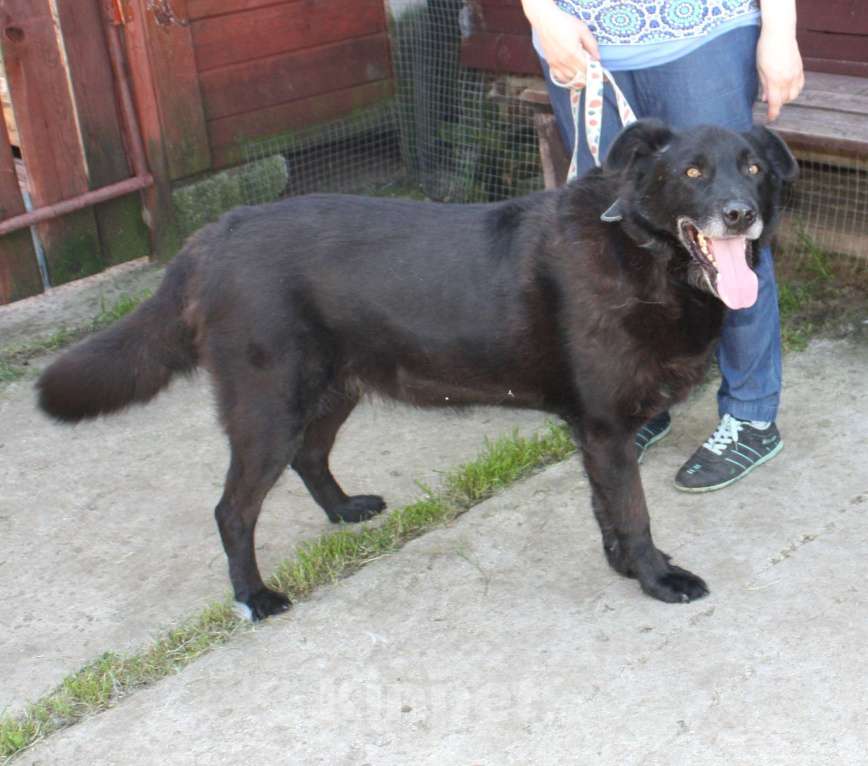 Собаки в Москве: Верный Черныш всю жизнь не перестает ждать свою семью! Мальчик, Бесплатно - фото 5