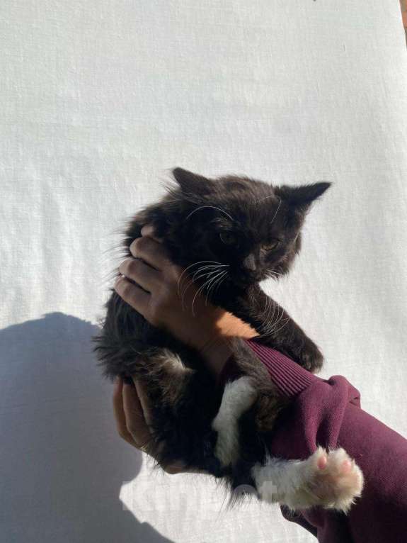 Кошки в других городах Московской области: Пух Мальчик, Бесплатно - фото 3