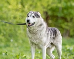 Собаки в Видном: Акелла, метис маламута 5 лет Мальчик, Бесплатно - фото 1