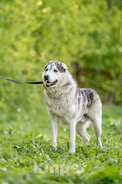 Собаки в Видном: Акелла, метис маламута 5 лет Мальчик, Бесплатно - фото 1