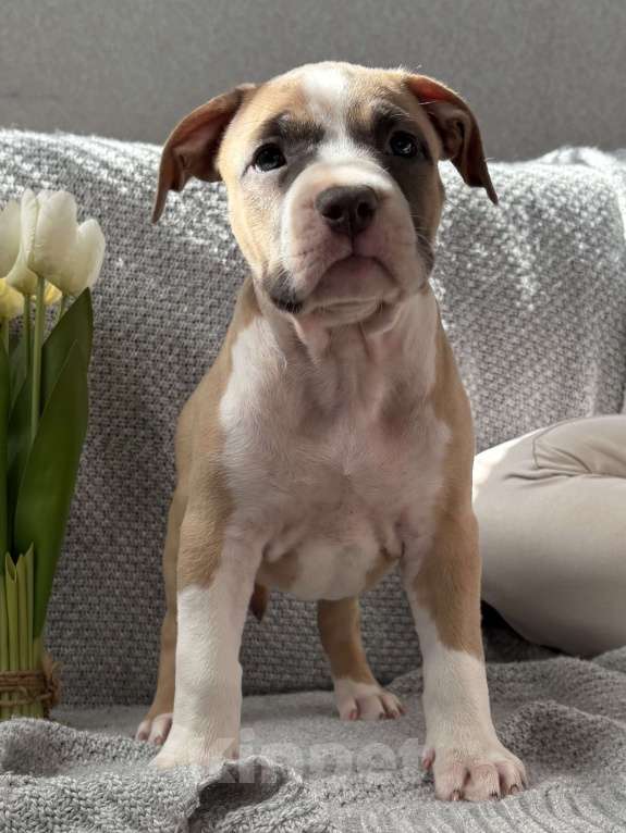 Собаки в Москве: Голубые стаффы Девочка, 45 руб. - фото 4