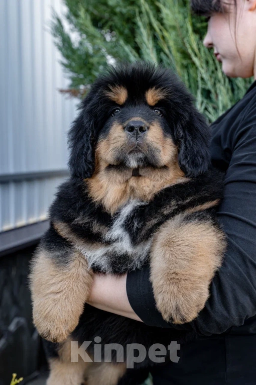 Собаки в Москве: Щенки тибетского мастифа  Мальчик, 80 000 руб. - фото 3