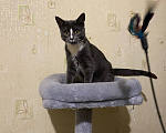 Кошки в Долгопрудном: Котенок из приюта Мальчик, Бесплатно - фото 10