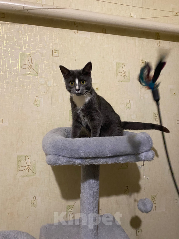 Кошки в Долгопрудном: Котенок из приюта Мальчик, Бесплатно - фото 10