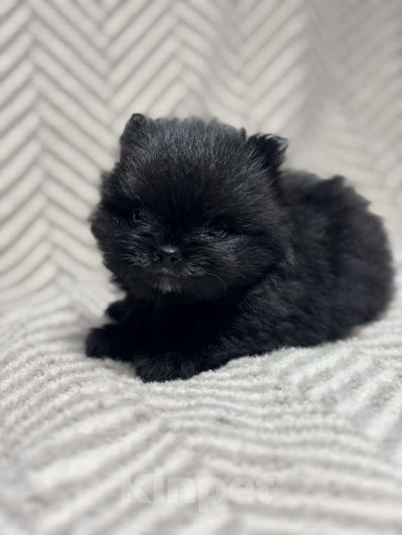 Собаки в Екатеринбурге: Померанский шпиц, щенок  Мальчик, 25 000 руб. - фото 2