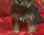 Собаки в Набережных Челнах: Ника,цветной йорк,девочка. Девочка, 45 000 руб. - фото 2
