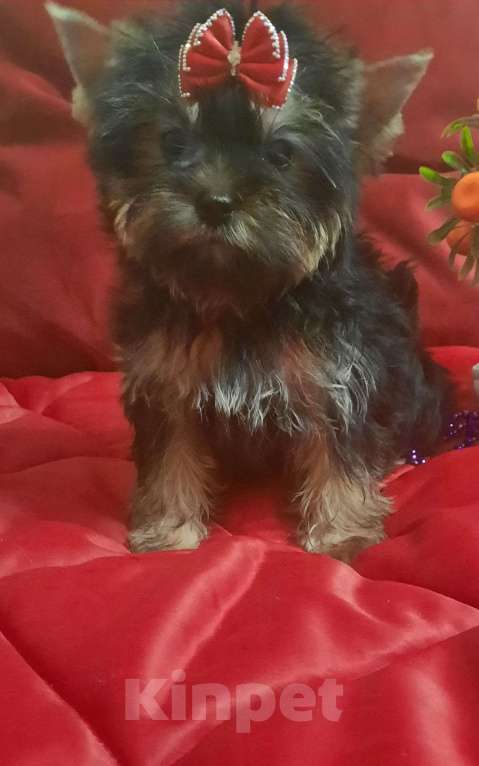 Собаки в Набережных Челнах: Ника,цветной йорк,девочка. Девочка, 45 000 руб. - фото 2