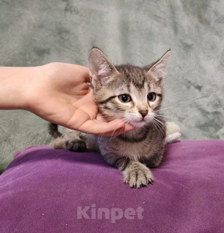 Кошки в Москве: Котенок-мальчик в добрые руки Мальчик, Бесплатно - фото 5