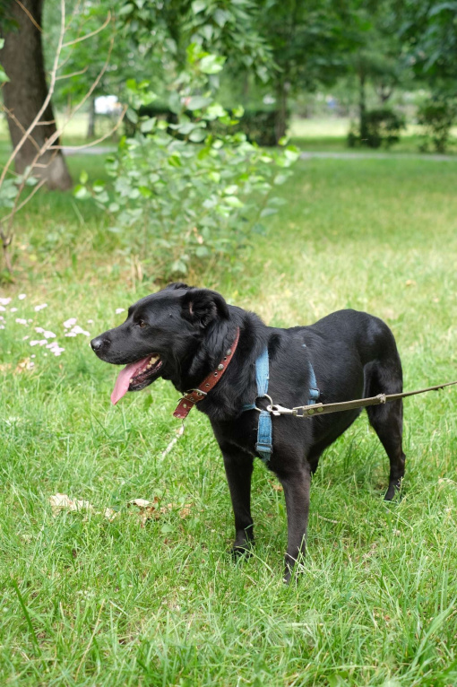 Собаки в Москве: Бадди Мальчик, Бесплатно - фото 4