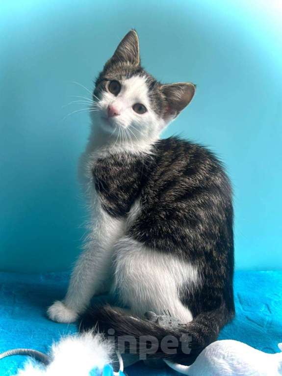 Кошки в Санкт-Петербурге: Маленький нежный котёнок Девочка, Бесплатно - фото 8