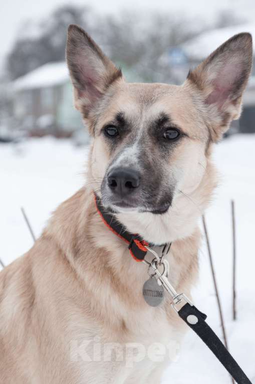 Собаки в Ногинске: Криста- небольшая собачка в поисках семьи Девочка, Бесплатно - фото 7
