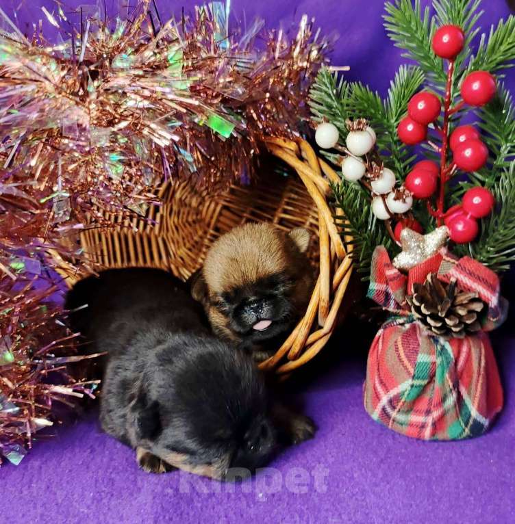 Собаки в Москве: пти-брабансоны девочки Девочка, 60 000 руб. - фото 2