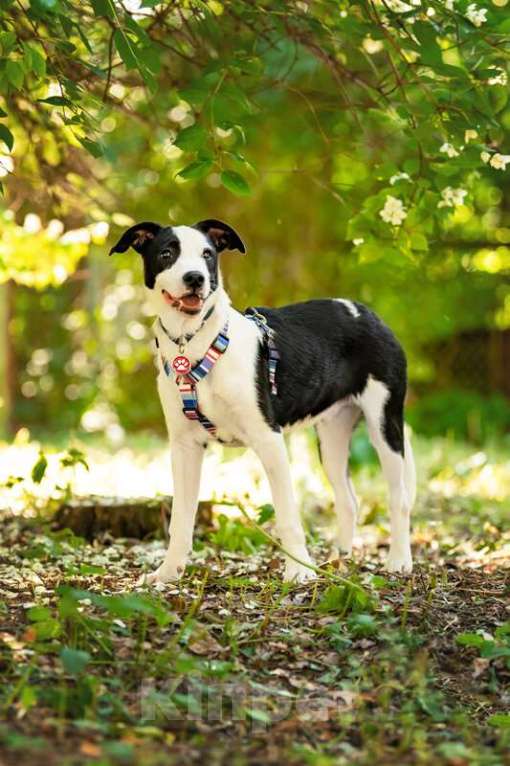 Собаки в Москве: Прекрасный щенок Дарэлл в добрые руки. Мальчик, Бесплатно - фото 6