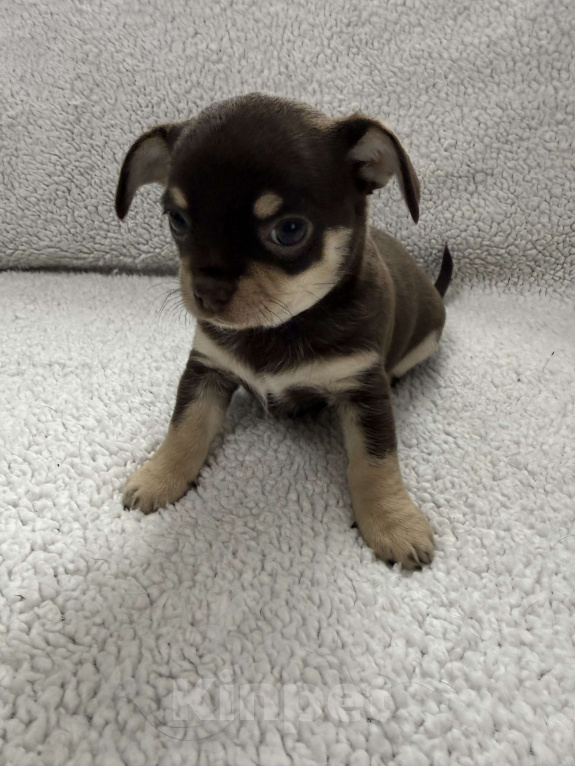 Собаки в других городах Московской области: Мальчик чихуахуа Генрих Мальчик, 50 000 руб. - фото 4