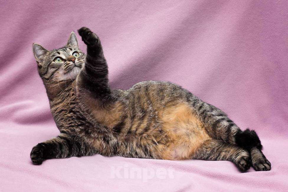 Кошки в Москве: Идеальная со всех сторон Девочка, Бесплатно - фото 4