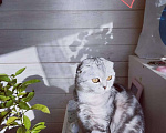 Кошки в Москве: Котята Шотландской вислоухой Мальчик, 45 000 руб. - фото 9