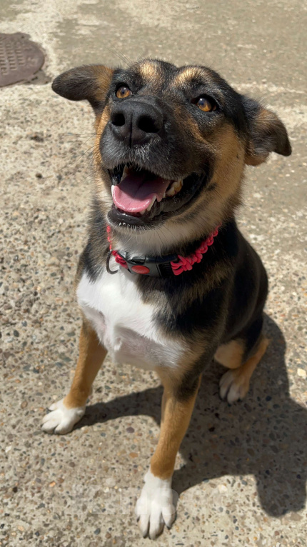 Собаки в Краснодаре: Рада нуждается в доме! Девочка, Бесплатно - фото 1