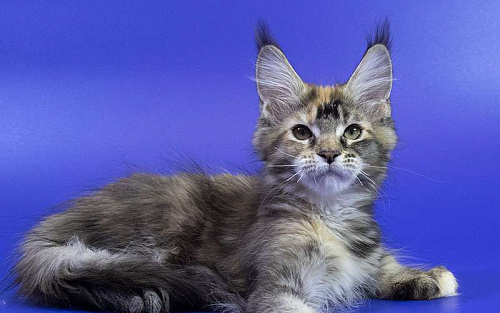 Котенок мейн кун