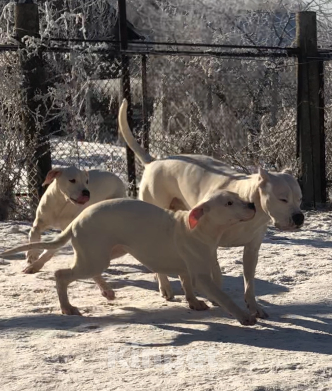 Собаки в Ульяновске: Аргентинский дог Девочка, 40 000 руб. - фото 5