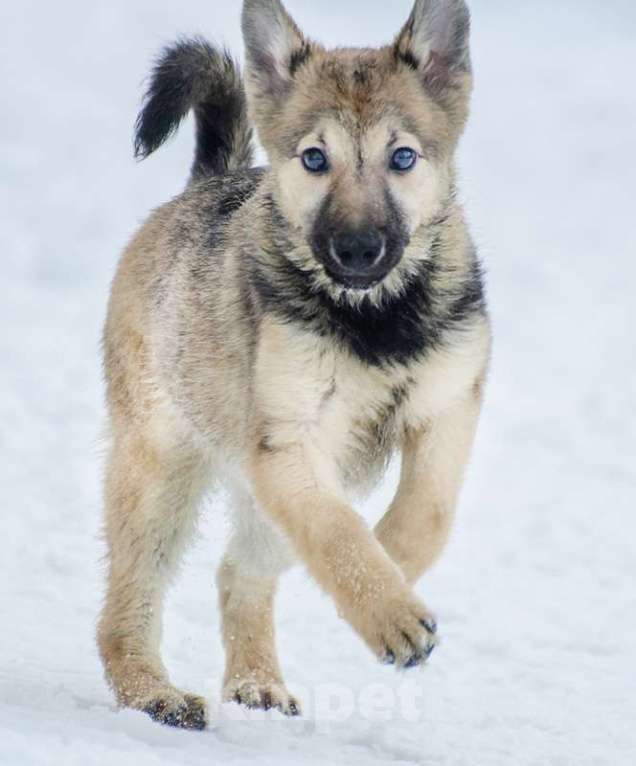 Собаки в Москве: Великолепный щенок Хлоя в добрые руки Девочка, 1 руб. - фото 3