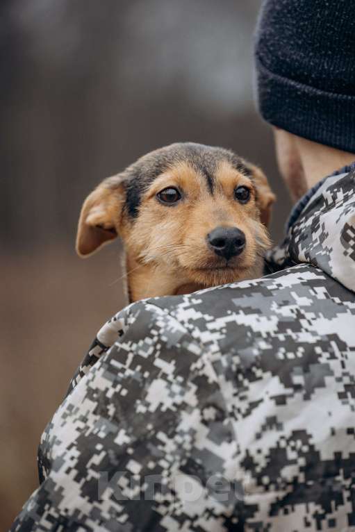 Собаки в Москве: Маленькая девочка из приюта ищет дом! Девочка, Бесплатно - фото 10