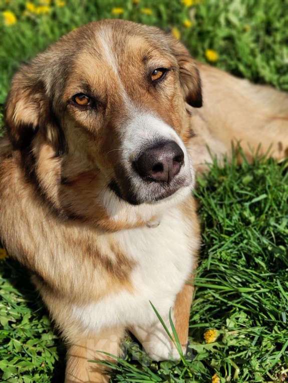 Собаки в Москве: Он так долго и безрезультатно ждет Мальчик, Бесплатно - фото 3