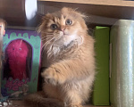 Кошки в Москве: Мальчик Scottish highland fold Мальчик, 18 000 руб. - фото 1