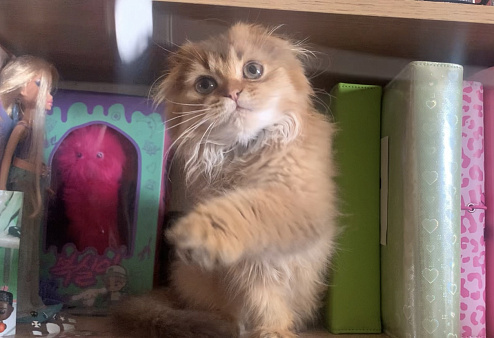 Мальчик Scottish highland fold