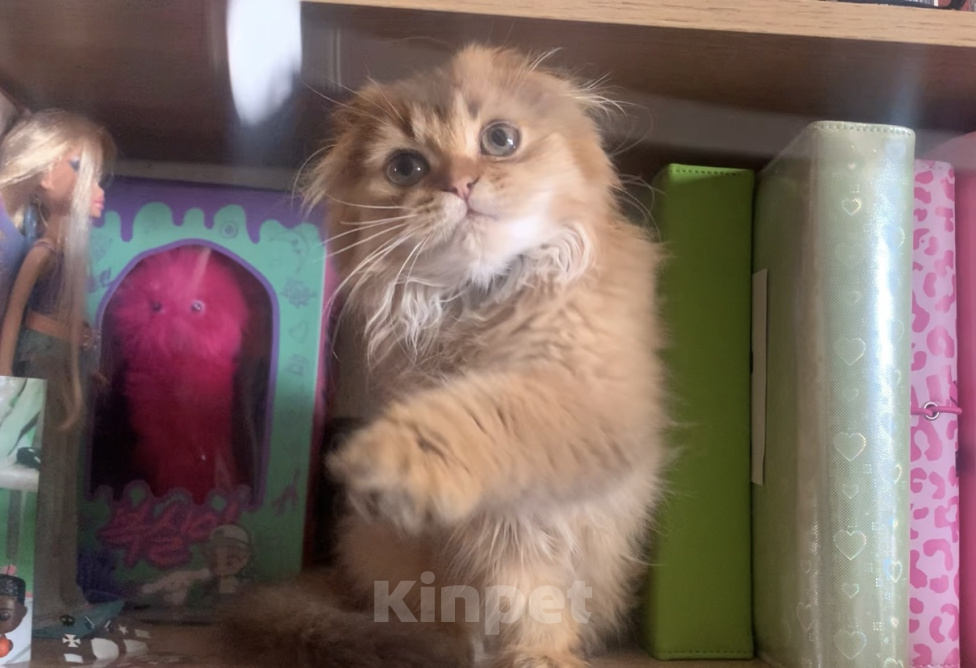 Кошки в Москве: Мальчик Scottish highland fold Мальчик, 18 000 руб. - фото 1