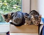 Кошки в Москве: Котята ищут дом Разнополые, Бесплатно - фото 2