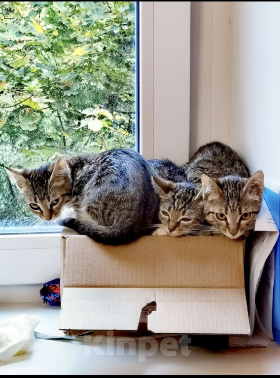Кошки в Москве: Котята ищут дом Разнополые, Бесплатно - фото 2