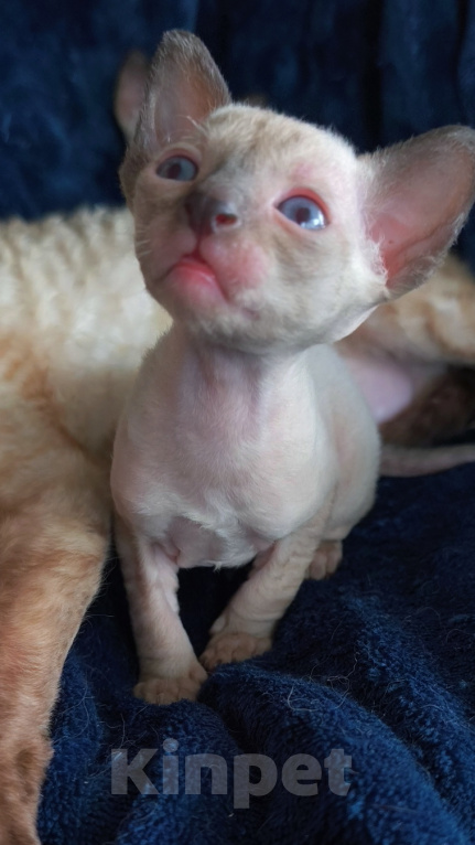 Кошки в Рязани: Котята корниш-рекс Мальчик, 35 000 руб. - фото 5