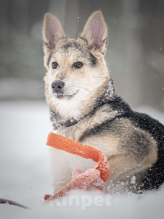 Собаки в Клине: Мира — звонкое счастье Девочка, Бесплатно - фото 7