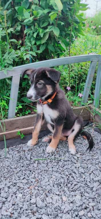 Собаки в Хабаровске: Отдадим в хорошие руки Девочку 5 месяцев.  Девочка, Бесплатно - фото 3