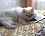 Кошки в Новосибирске: Котята от чемпионов породы, 35 000 руб. - фото 3