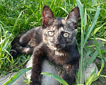 Кошки в Снежногорске: Котята в добрые руки, Бесплатно - фото 1